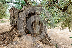 Ancient thousand-year-old olive tree trunk