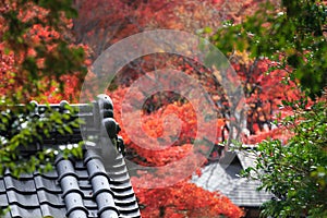 Ancient Tile Roof of an old Japanese Temple in a Garden with Red Maple Trees