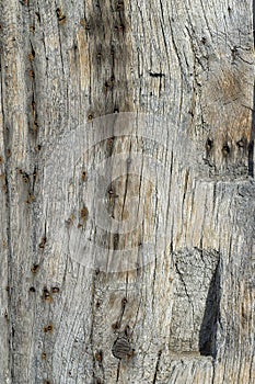 Ancient timber beam