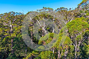 Ancient tingle forest at the valley of giants in Australia