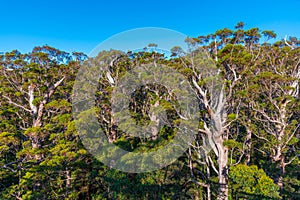 Ancient tingle forest at the valley of giants in Australia