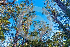 Ancient tingle forest at the valley of giants in Australia