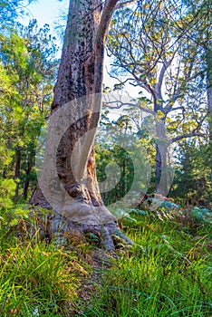 Ancient tingle forest at the valley of giants in Australia