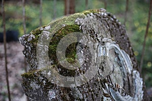 Ancient tombstone or grave overgrown with moss on abandoned and forgotten cemetery