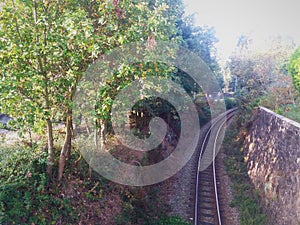 Ancient train line in the middle of the vegetation photo