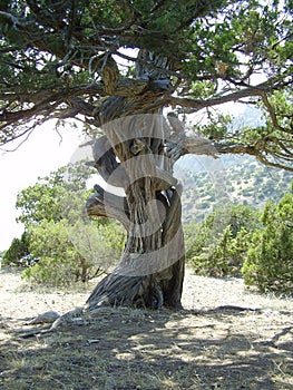 Ancient tree