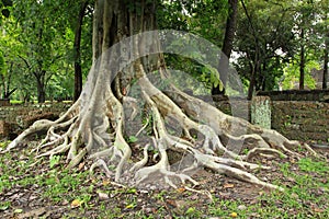 Ancient tree