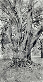 Ancient tree