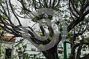 Ancient Tree Sacred Trunk Background Wall