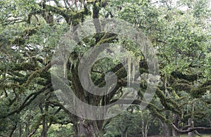 Ancient tree with draping Spanish moss on Avery Island, Louisiana photo