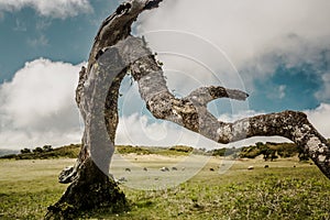 Ancient tree field