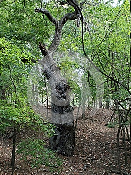 ancient tree in forest