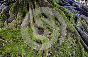 Ancient tree at the forest