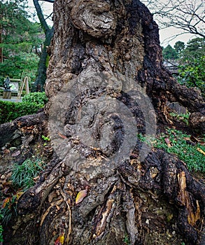 Ancient tree at the forest