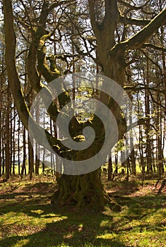 Ancient tree in forest near Greenlawin Scottish Borders