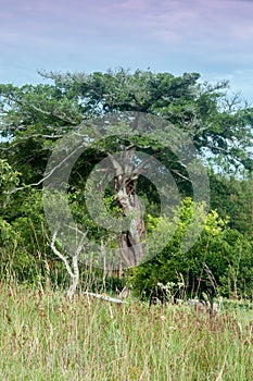 Ancient tree in forest in rio grande