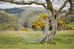 Ancient tree framing landscape