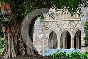 An ancient tree in front of very old building