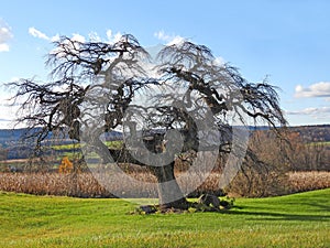Ancient tree with gnarled branches on top of hilltop during Autumn in NYS