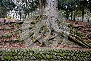 Ancient tree with green moss at the park