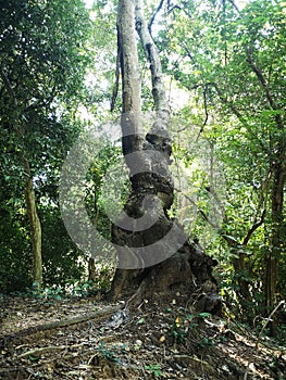 Ancient tree in Nakhonnayok thailand