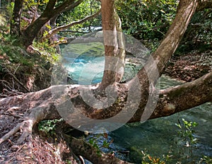 Ancient tree over the river