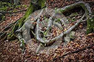 ancient tree roots with leaves and moss