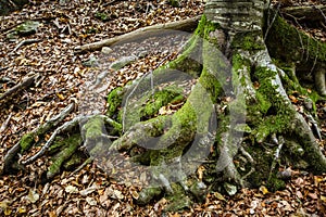 ancient tree roots with leaves and moss