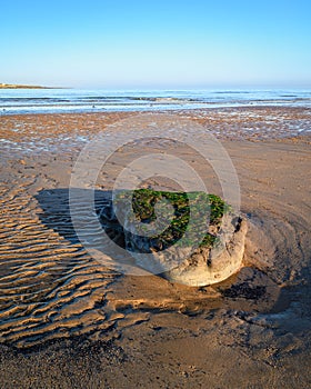 Ancient Tree Stump on Low Hauxley Beach