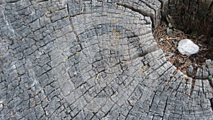 Ancient tree texture background frame