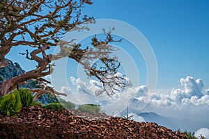 Ancient tree on top of mountain with cloudy sky