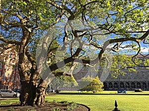 Ancient Tree at Trinity College in Dublin, Ireland