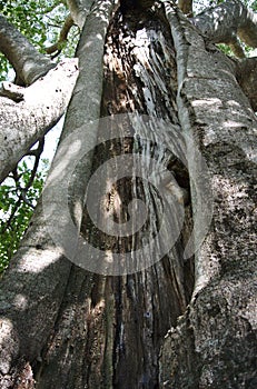 Ancient tree trunk - close-up