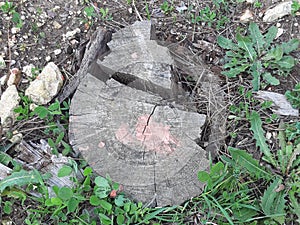 An ancient tree trunk cut down in a forest