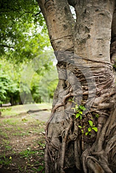 Ancient tree trunk in Vachirabenjatas park