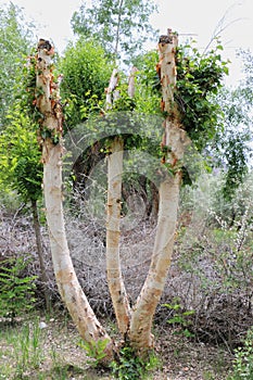 Ancient tree used for making paper.