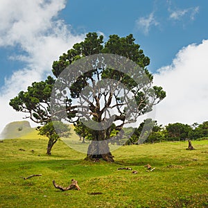 Ancient trees