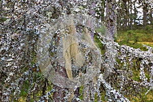 Ancient trees with Beard lichen on the branches