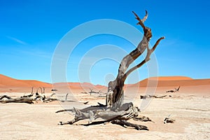 Ancient trees Deadvlei Sossusvlei, Namibia