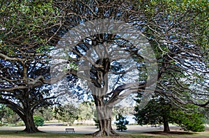 Ancient Trees with its distinctive umbrella-shaped crown and park bench at the centennial park, Sydney, Australia.