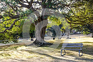 Ancient Trees with its distinctive umbrella-shaped crown and park bench at the centennial park, Sydney, Australia.