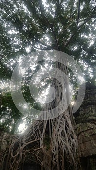 Ancient trees overgrowing Ta Prohm