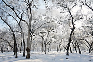 The ancient trees with soft rime landscape