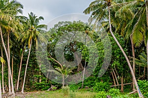 Ancient tropical forest landscape view with palm trees at Landhoo island at Noonu atoll