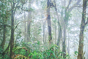 Ancient tropical forest in the mist. Fresh epiphyte, fern, moss, lichen in the tropical trees. Doi Pha Hom Pok, Thai-Myanmar