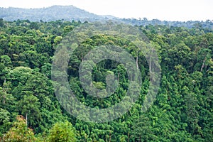 Ancient tropical forest. The scenic rainforest spot is part of a big national park where wild animals live. Bolaven Plateau, photo