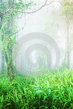 Ancient tropical rainforest in the morning mist