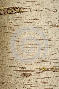 Ancient trunk bark of plane tree in forest covered with lichen, Germany, closeup, details