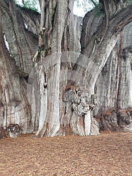 Ancient Tule tree