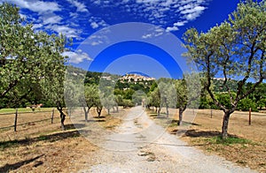 Ancient Turrets and Towers of the Beautiful Medieval French Mountain Village of Callian above an avenue of olive trees photo